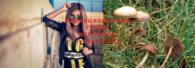 Псилоцибиновые грибы Magic Shrooms Волоколамск